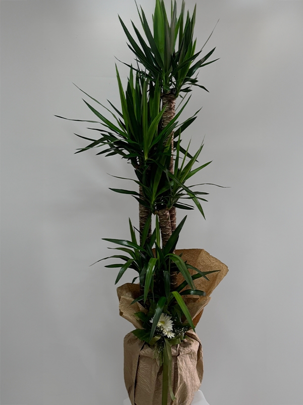 Saksıda Yuka ( Yucca ) 5 Köklü 2 Metre