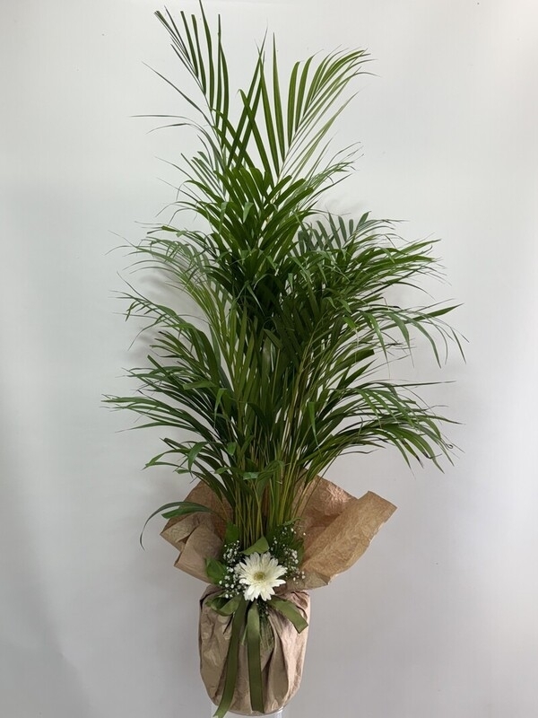 Areka Palmiyesi 120 cm